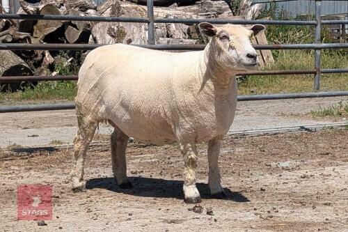 2YO PEDIGREE RYELAND EWE