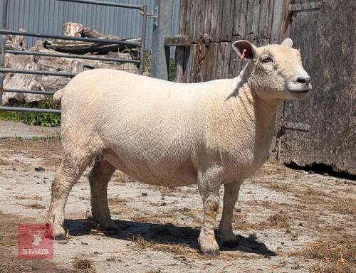 2YO PEDIGREE RYELAND EWE
