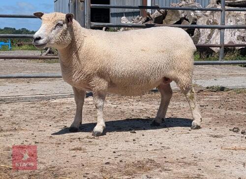 5YO PEDIGREE RYELAND EWE