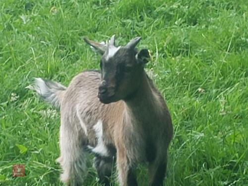 3MO PYGMY WETHER GOAT