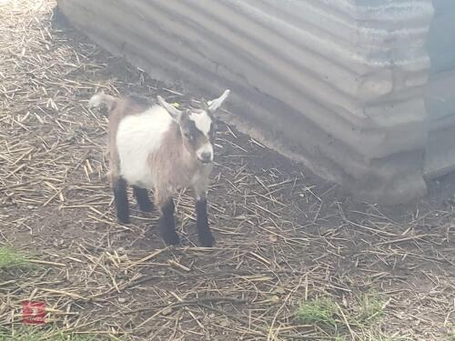3MO PYGMY WETHER GOAT