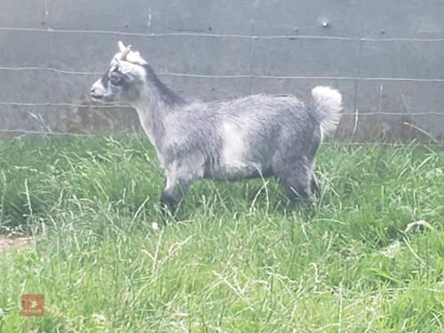3MO PYGMY WETHER GOAT