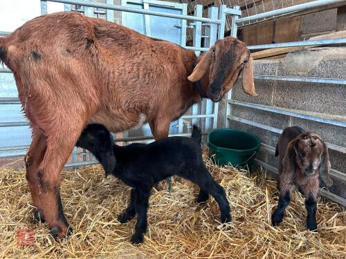 5YO ANGLONUBIAN X NANNY AND DOELING - BIDS PER LIFE