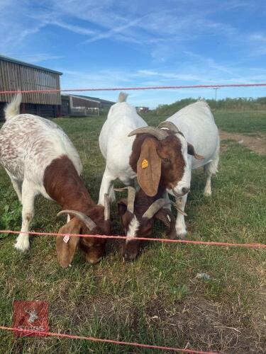 3 PEDIGREE BOER NANNIES - BIDS PER LIFE