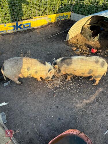 2 X 3YO MICRO PIG SOWS - BIDS PER LIFE