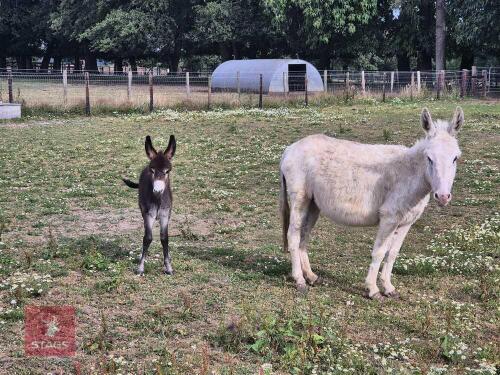 3YO JENNY DONKEY WITH 3WO FOAL AT FOOT - BIDS PER LIFE