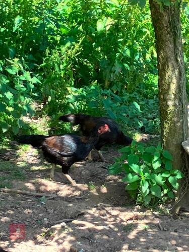TRIO OF PURE BRED ASEEL GAME FOWL - BIDS PER LIFE