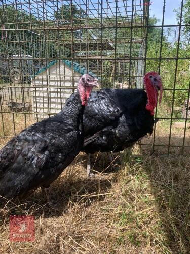PAIR OF NORFOLK BRONZE TURKEYS - BIDS PER LIFE
