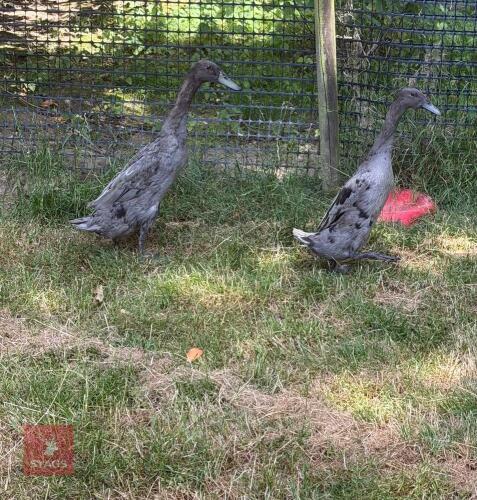 TRIO OF BLUE RUNNER DUCKS - BIDS PER LIFE