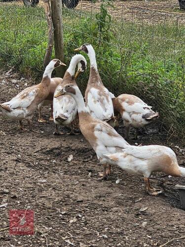 TRIO OF FAWN AND WHITE RUNNER DUCKS - BIDS PER LIFE