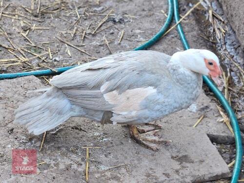 PAIR OF LAVENDER AND WHITE MUSCOVY DUCKS - BIDS PER LIFE