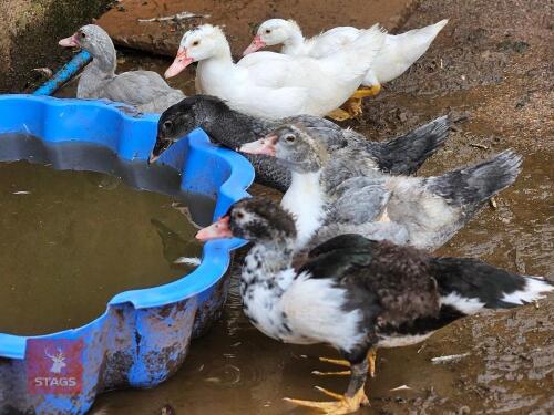 5 UNSEXED MUSCOVY DUCKLINGS - BIDS PER LIFE