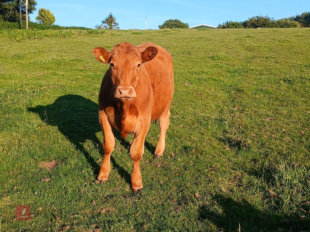 15MO SOUTH DEVON STEER