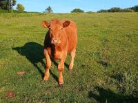 15MO SOUTH DEVON STEER