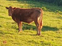 15MO SOUTH DEVON STEER - 4