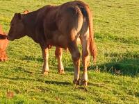 15MO SOUTH DEVON STEER - 5