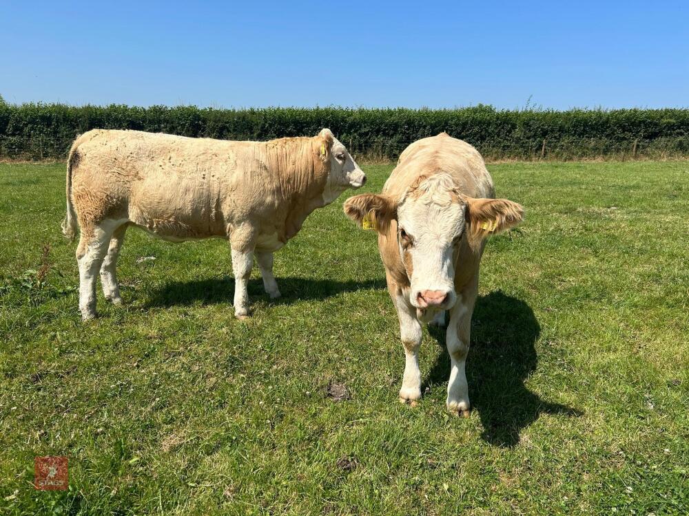 2 PUREBRED 16MO SIMMENTAL HEIFERS - BIDS PER LIFE