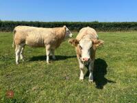 2 PUREBRED 16MO SIMMENTAL HEIFERS - BIDS PER LIFE