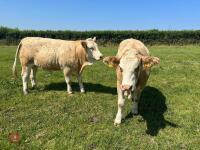 2 PUREBRED 16MO SIMMENTAL HEIFERS - BIDS PER LIFE - 2