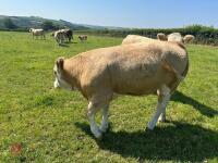 2 PUREBRED 16MO SIMMENTAL HEIFERS - BIDS PER LIFE - 3