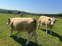 2 PUREBRED 16MO SIMMENTAL HEIFERS - BIDS PER LIFE - 4