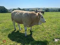 2 PUREBRED 16MO SIMMENTAL HEIFERS - BIDS PER LIFE - 5
