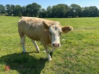 2 PUREBRED 16MO SIMMENTAL HEIFERS - BIDS PER LIFE - 6