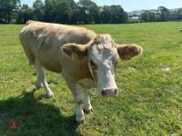 2 PUREBRED 16MO SIMMENTAL HEIFERS - BIDS PER LIFE - 7