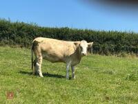 16MO PUREBRED SIMMENTAL HEIFER