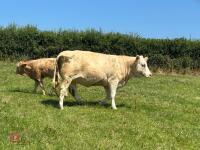 16MO PUREBRED SIMMENTAL HEIFER - 2