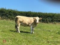 16MO PUREBRED SIMMENTAL HEIFER - 3