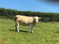 16MO PUREBRED SIMMENTAL HEIFER - 4
