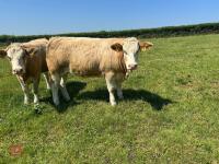 16MO SIMMENTAL X HEIFER