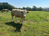 16MO SIMMENTAL X HEIFER - 2