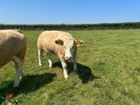 16MO SIMMENTAL X HEIFER - 3