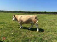 16MO SIMMENTAL X HEIFER - 4