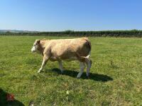 16MO SIMMENTAL X HEIFER - 5