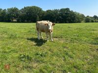 16MO SIMMENTAL X HEIFER - 6
