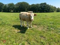 16MO SIMMENTAL X HEIFER - 7