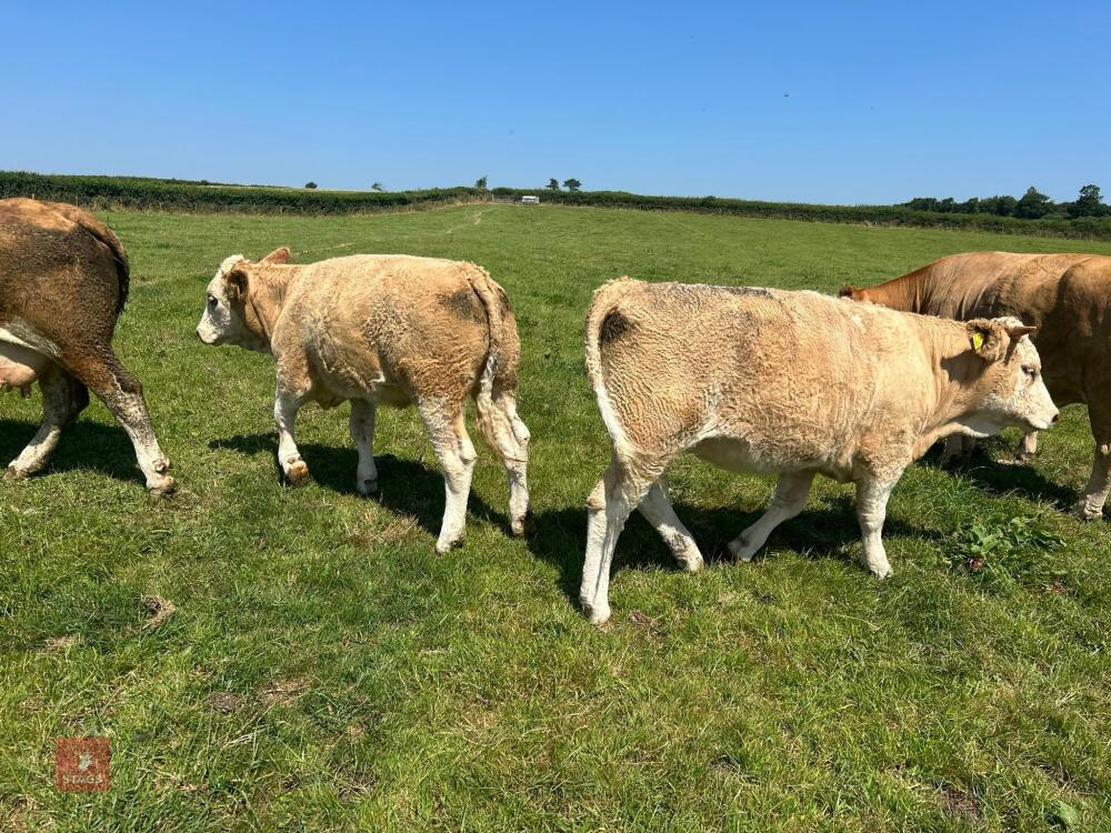 2 X 14-15MO PUREBRED SIMMENTAL HEIFERS - BIDS PER LIFE