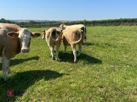 2 X 14-15MO PUREBRED SIMMENTAL HEIFERS - BIDS PER LIFE - 2