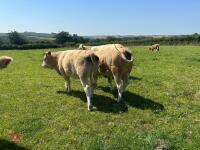 2 X 14-15MO PUREBRED SIMMENTAL HEIFERS - BIDS PER LIFE - 3