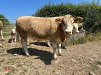 26MO PEDIGREE SIMMENTAL HEIFER