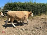 26MO PEDIGREE SIMMENTAL HEIFER - 3