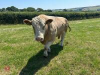 4YO PEDIGREE SIMMENTAL BULL