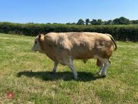 4YO PEDIGREE SIMMENTAL BULL - 3