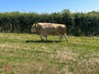 4YO PEDIGREE SIMMENTAL BULL - 4