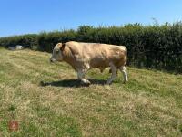 4YO PEDIGREE SIMMENTAL BULL - 5