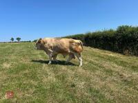 4YO PEDIGREE SIMMENTAL BULL - 6