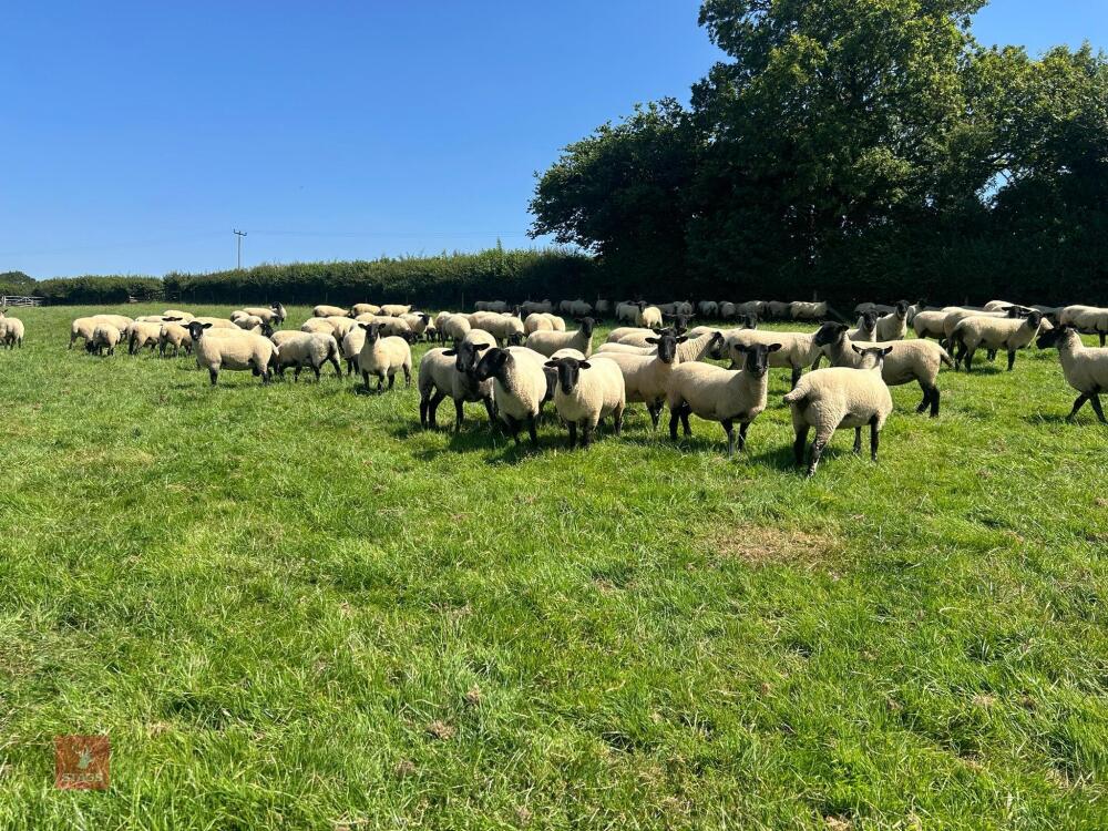 40 SUFFOLK MULE SHEARLING EWES - BIDS PER LIFE